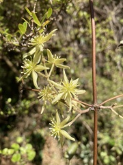Clematis foetida