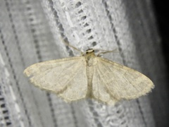 Idaea remissa