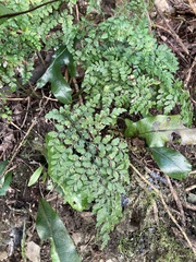 Asplenium hookerianum