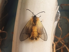 Pryeria sinica