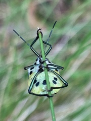 Commius elegans