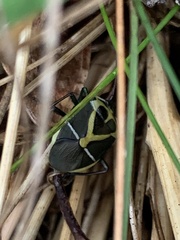 Commius elegans