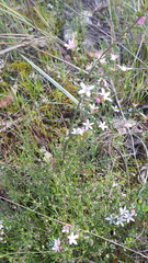 Philotheca verrucosa