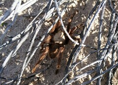 Aphonopelma chalcodes