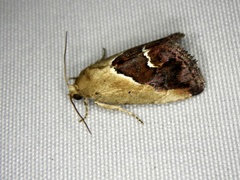 Maliattha chalcogramma