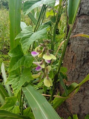 Neustanthus phaseoloides