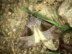 Hypena trigonalis