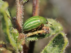 Calomela acaciae