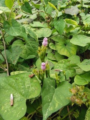 Ipomoea triloba