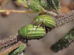 Calomela acaciae