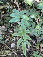 Blechnum procerum
