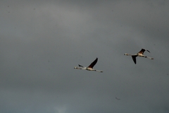 Phoenicopterus ruber