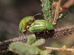 Calomela acaciae