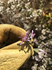 Acourtia microcephala