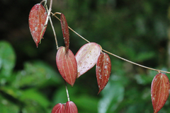 Hoya pottsii