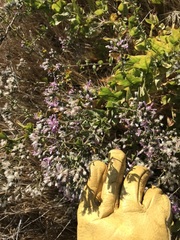 Acourtia microcephala