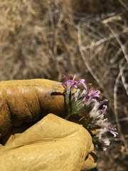 Acourtia microcephala