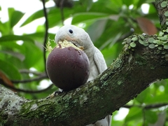 Cacatua goffiniana