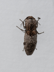 Cryptalaus prosectus