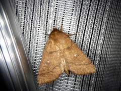 Mythimna matsumuriana