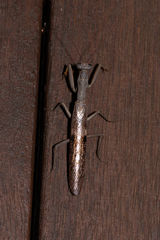Sphodropoda tristis