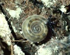 Helicodonta angigyra