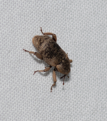 Mitrastethus australiae