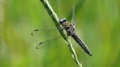 Libellula fulva