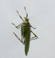 Ephippitytha trigintiduoguttata