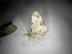 Tyloptera bella bella