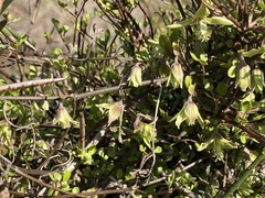 Clematis marata