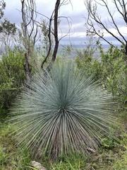 Xanthorrhoea quadrangulata