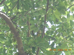 Pycnonotus conradi
