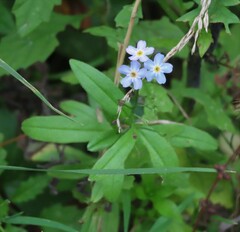 Myosotis sylvatica