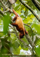 Alouatta seniculus