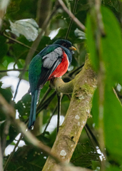 Trogon collaris