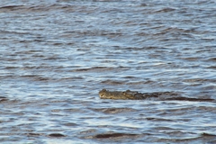Crocodylus moreletii