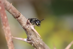 Hylaeus