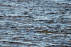 Crocodylus moreletii