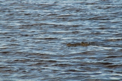 Crocodylus moreletii