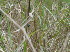 Malurus lamberti