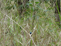 Malurus lamberti
