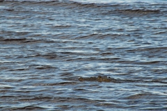 Crocodylus moreletii