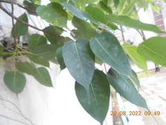 Ficus religiosa