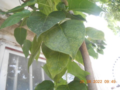 Ficus rumphii