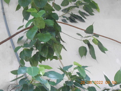 Ficus religiosa