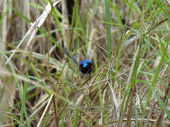 Malurus lamberti