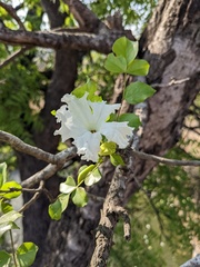 Dolichandrone falcata
