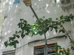 Ficus religiosa