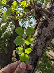 Dolichandrone falcata